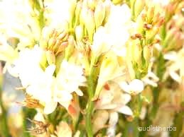 augmented_Polianthes tuberosa flower4_brightness_inc.jpeg